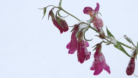 Winzige-Lila-Blüten-Trotzen-Der-Kälte-Und-Dem-Schnee