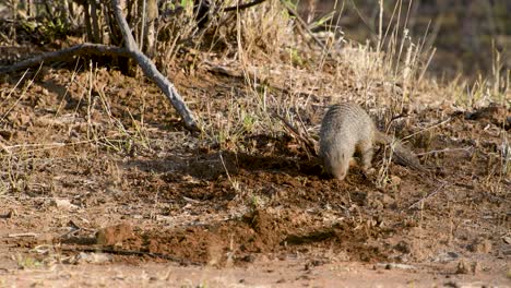 A-Banded-Mongoose-digging-for-prey-in-the-late-afternoon-sun