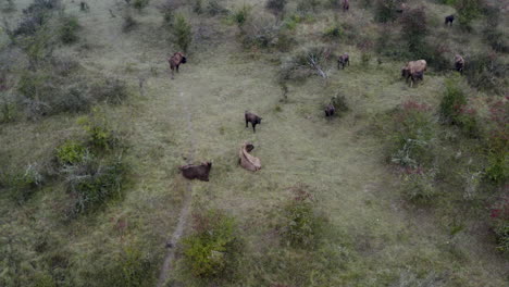 European-bison-bonasus-herd-chilling-in-a-bushy-field,Czechia