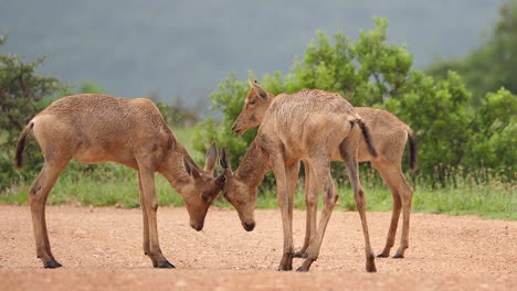 Two-juvenile-Red-Hartebeest-butt-heads-on-rainy-African-dirt-road