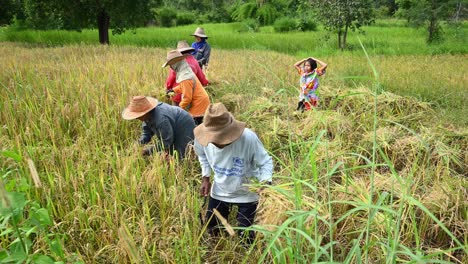 Harvesting-Rice-in-Thailand,-five-people-harvesting-rice-in-the-afternoon-wearing-colourful-clothes-and-hats,-covered-from-the-sun,-as-a-child-behind-them-cheers-them-up-as-seen-in-Ubon-Ratchathani
