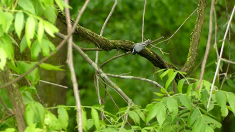 Little-bird-walks-hopping-on-tree-branch