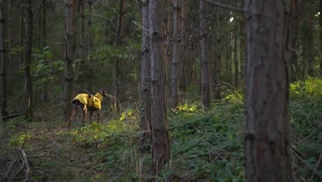 Close-up-slow-mo-shot-of-Spanish-Greyhound-Galgo-standing-in-forest