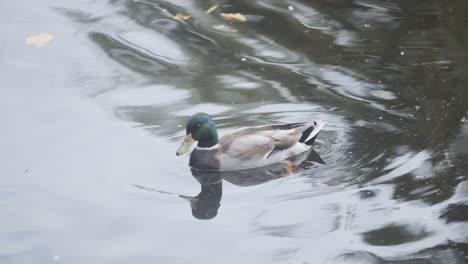 Mallard-duck-floating-in-a-pond-slow-motion