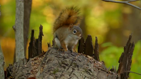Entzückendes-Eichhörnchen,-Das-Auf-Einem-Baumholz-Im-Wald-Sitzt---Sciuridae-Im-Osten-Kanadas-Im-Herbst---Selektiver-Fokus
