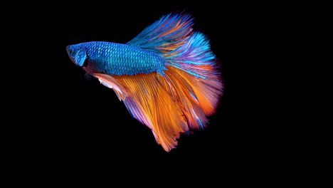 Vibrant-Siamese-fighting-fish-Betta-splendens,-also-known-as-Thai-Fighting-Fish-or-betta,-a-popular-aquarium-fish-in-super-slow-motion-on-isolated-black-background