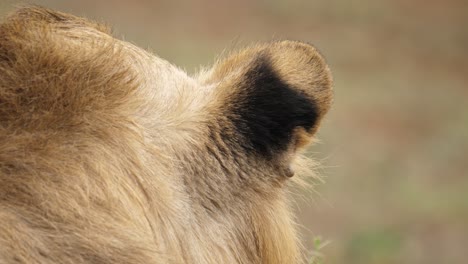 Extreme-close-up-of-the-ear-of-a-male-lion-as-it-listens-for-prey,-shallow-focus