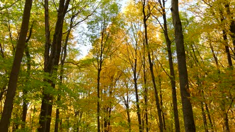 Hohe-Waldbäume,-Die-Sich-Während-Der-Herbstsaison-Im-Wind-Im-Osten-Kanadas-Wiegen---Nach-Oben-Geneigter-Schuss
