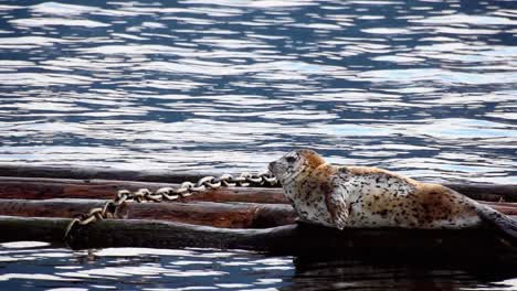 Seal-rests-on-wood-in-sea-as-another-emerges-from-water,-long-shot