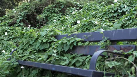 Unkempt-neglected-bench-in-park-coverd-in-overgrown-ivy-medium-tilting-shot