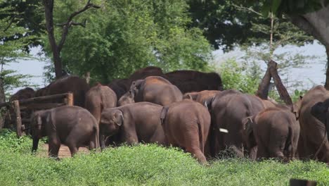 Group-of-elephants-walk-away-in-an-elephant-sanctuary