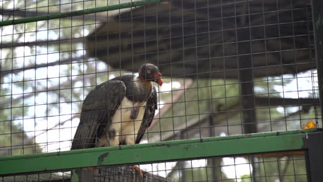 Close-up-of-a-King-Vulture-behind-a-metal-fence