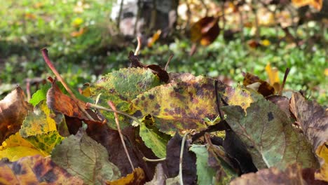 Fallende-Trockene-Blätter-Fegen-Während-Der-Herbstsaison-Mit-Rasenrechendraht,-Nahaufnahme