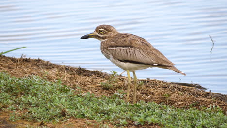 A-Spotted-Thick-Knee-stands-near-the-waters-edge-and-calls-out,-side-view