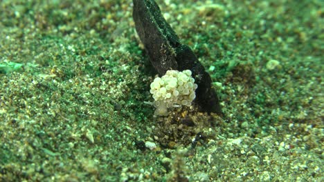 Tiny-nudibranch-on-sand-in-the-Philippines