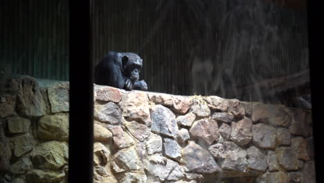 Chimpanzee-in-thought-in-zoo,-slow-panning-shot-right-to-left