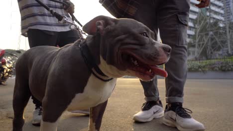 American-bully-pitbull-holding-his-leash-in-hand-in-street-cinematic-slow-motion-Mumbai