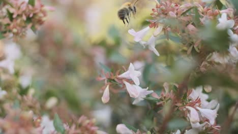 Hairy-English-Bumblebee-drinking-nectar-pollenating-beautiful-white-flower-Linnaea-grandiflora-slow-motion-Bombus-pascorum