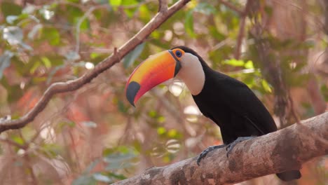 Beautiful-toucan-in-Pantanal-drought-after-wildfires