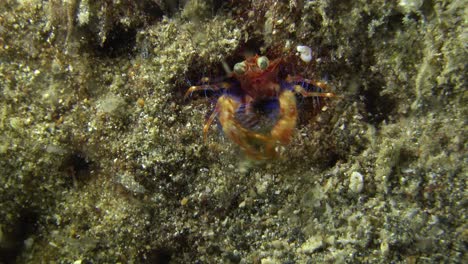Olivar's-squat-lobster-feeding-at-night-on-a-coral-reef-in-the-Philippines