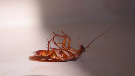 Cockroach-lying-upside-down-on-floor-in-house-and-trying-to-get-up-on-and-stand-close-up,-House-cockroach-lying-upside-down-on-floor-carpet