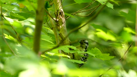 Downy-Woodpecker-perched-in-a-tree-preening-among-vibrant-green-foliage,-static