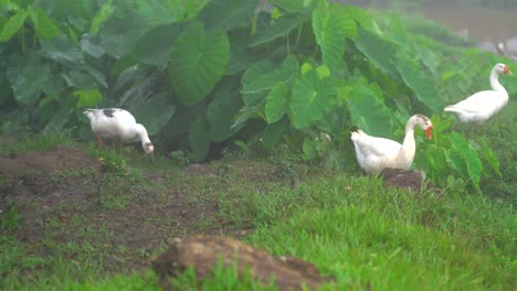 Geese-walking-in-field.-Geese-in-foggy-morning