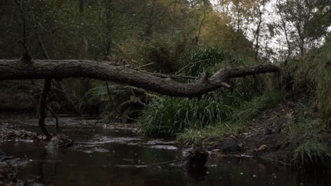 Natural-stream-with-fallen-tree-wide-tilting-shot
