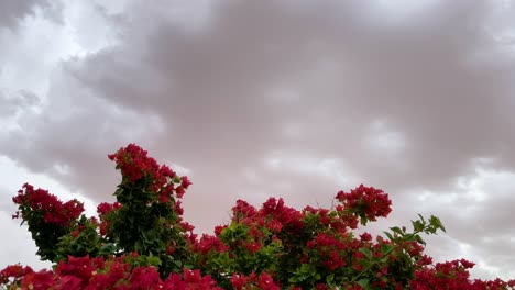 Red-bushes-sway-in-the-wind-under-threatening-stormy-skies