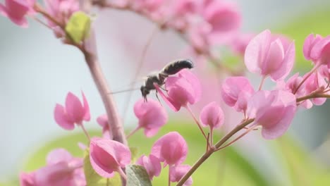 Indian-Bee-on-a-bright-pink-flower-Antigonon-leptopus-slow-motion