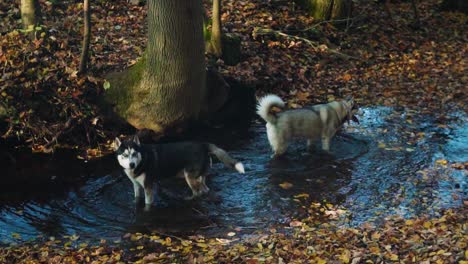 SLOWMOTION-Two-Huskies-bathing-in-small-stream