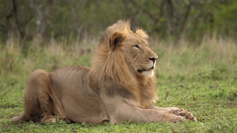 Adult-male-African-Lion-with-mohawk-mane-sitting-on-windy-savanna