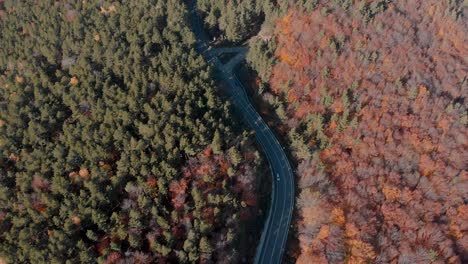 Aerial-view-over-a-road,-surrounded-by-foliage-forest,-sunny,-autumn-day---tilt-up,-drone-shot