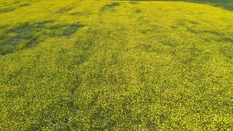 Aerial-footage-of-meadow-covered-with-yellow-flowers-and-green-grass