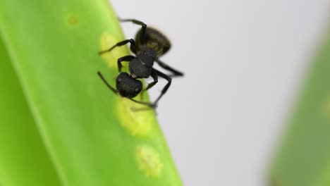 Nahaufnahme-Einer-Schwarzen-Ameise,-Die-Sich-Von-Einer-Cochineal-Auf-Einem-Blatt-Ernährt