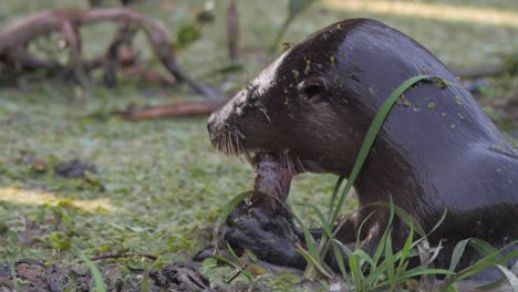 River-otter-holding-and-eating-fish