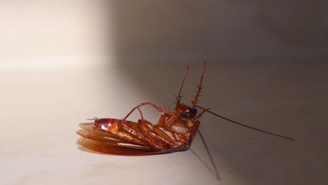 Cockroach-lying-upside-down-on-floor-in-house-and-trying-to-get-up-on-and-stand-close-up,-House-cockroach-lying-upside-down-on-floor-carpet