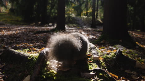 Close-up-ground-view-of-squirrel-moving-around-in-dark-autumn-forest