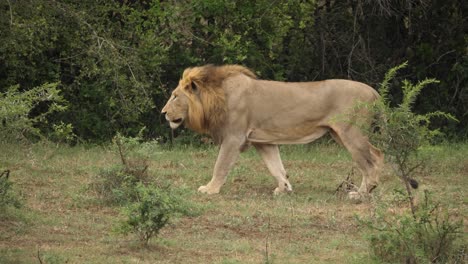lion-with-mane-walks-across-grassland-and-stops-to-look-ahead