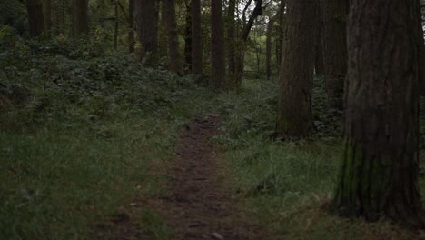 Walking-through-woodland-path-medium-shot