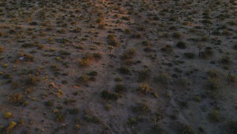 Drone-revealing-shot-at-Joshua-Tree-during-golden-hour