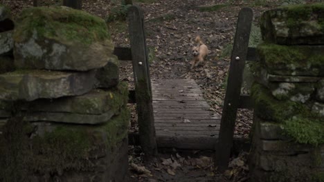Cute-happy-terrier-dog-runs-woodland-gate-in-countryside-medium-shot