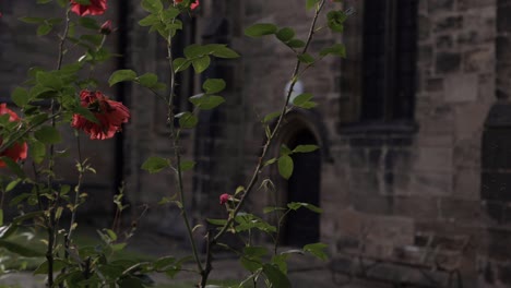 Arbusto-De-Rosas-Rojas-Que-Crece-Fuera-De-La-Iglesia-Inglesa-Tiro-Panorámico-Medio