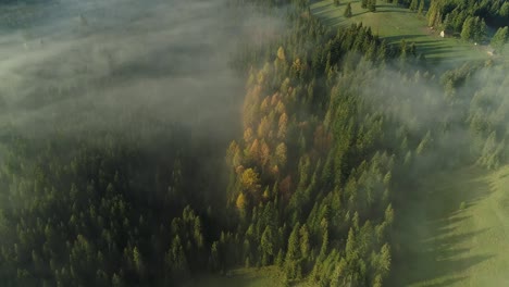 Stunning-coniferous-forest-with-yellow-trees-during-autumn-covered-in-mist