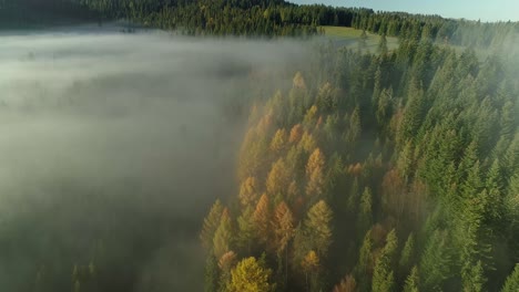 Laubwechselnde-Nadelbäume-Verwandelten-Sich-Im-Herbst-In-Nebligen-Wald-In-Gelbes-Laub