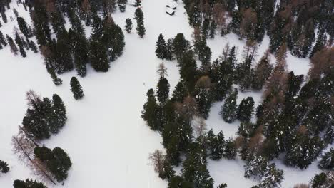 Luftaufnahme-Von-Skifahrern,-Die-Den-Verschneiten-Hang-Hinunterfahren,-Umgeben-Von-Einem-Wunderschönen-Nadelwald