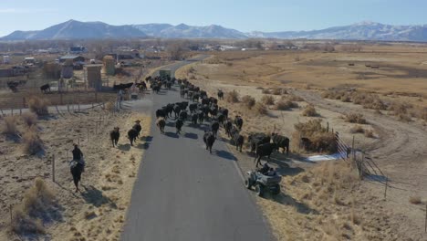 Drone-shot-of-cows-being-herded-down-a-rural-road-by-a-cowboy-and-quad-on-a-cold-sunny-day