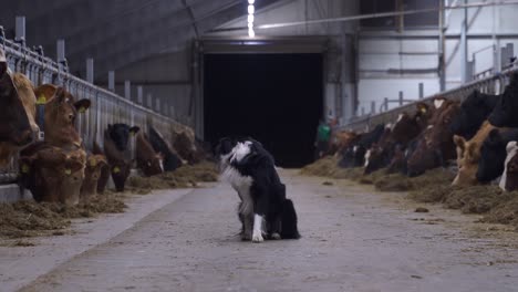 Border-collie-watching-herd-of-cow-ox-inside-large-barn-hall-in-Norway