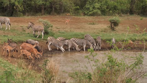 Impala-Sieht-Zu,-Wie-Zebras-Und-Nyalas-Am-Afrikanischen-Wasserloch-Aufschrecken