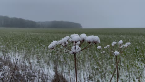 Nahaufnahme-Einer-Schneebedeckten-Blume-Während-Eines-Kalten-Wintertages,-Die-Im-Wind-Weht